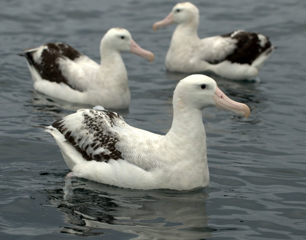 Albatros hurleur et Légine australe